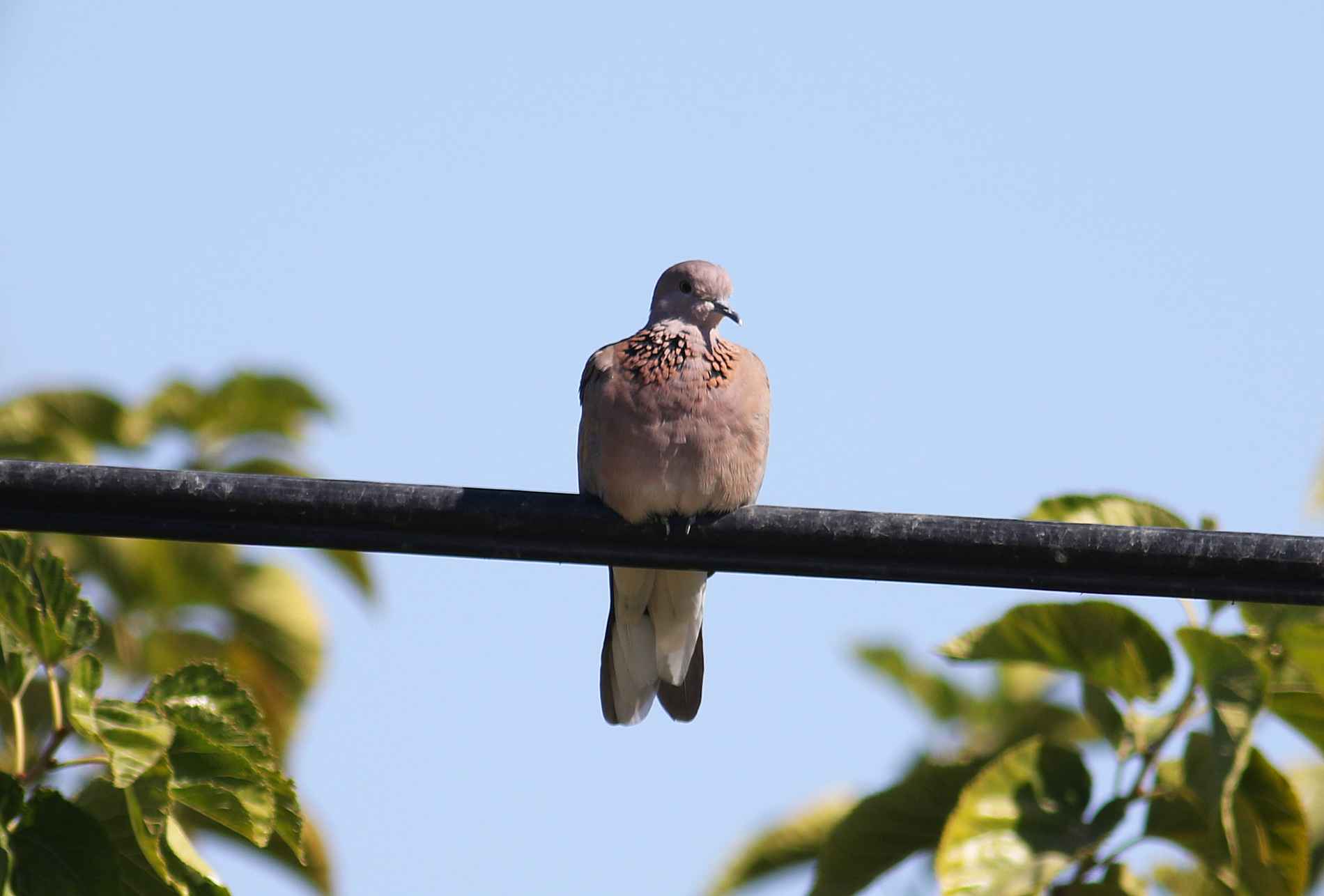 Laughing Dove